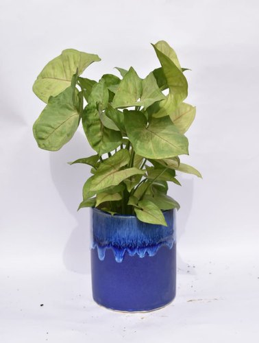 Syngonium Plant with Ceramic Pot