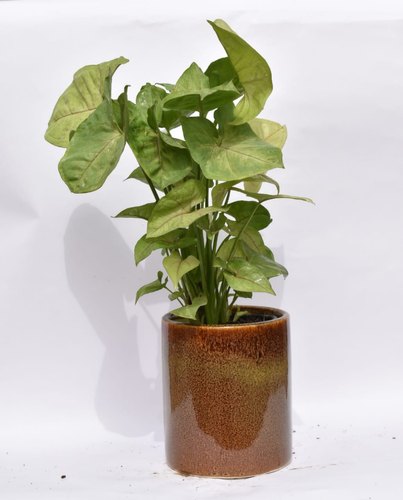 Syngonium Plant with Decorative Ceramic Pot