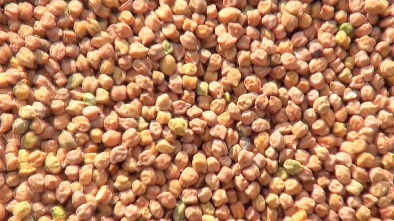 Organic bengal gram, Certification : FSSAI