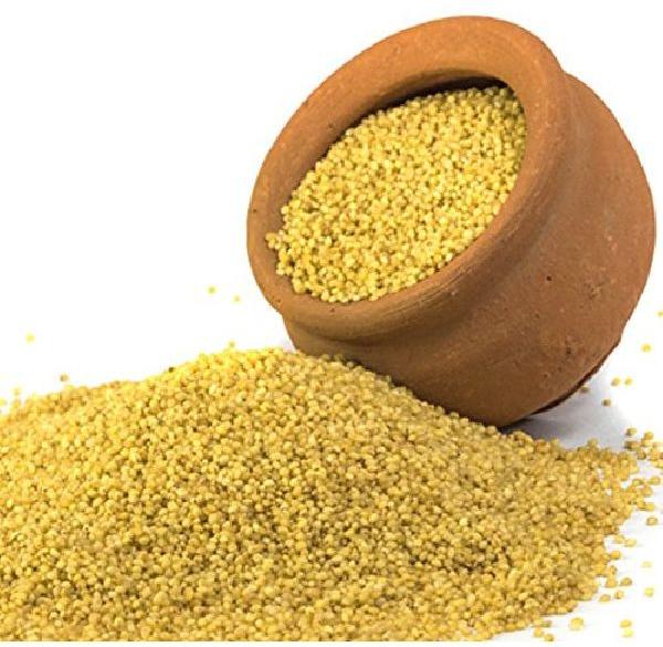 Organic Foxtail Millet Seeds, for Cattle Feed, Packaging Type : Gunny Bag
