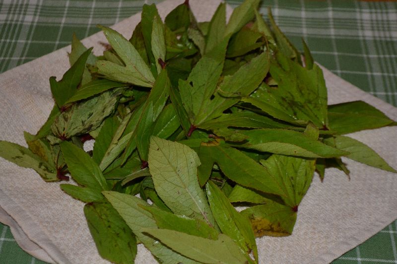Gongura Leaves, Color : Green