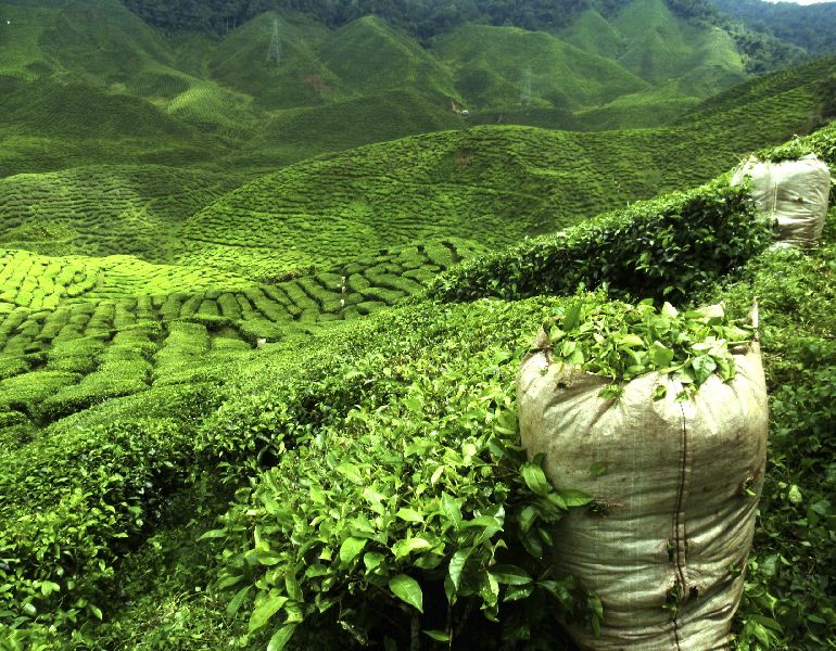 Organic Green Tea Leaves, Packaging Size : 10-25 Kg