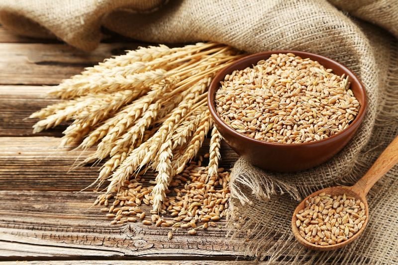 Organic Wheat Seeds, for Beverage, Flour, Food, Certification : FSSAI