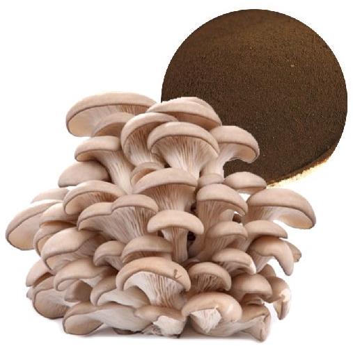 Natural Oyster Mushroom