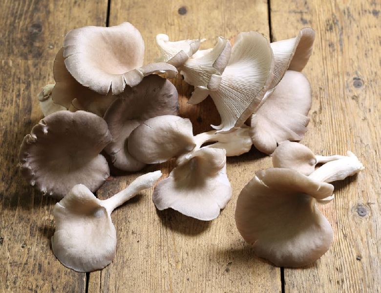 Organic Oyster Mushroom, for Cooking, Packaging Type : Plastic Bag