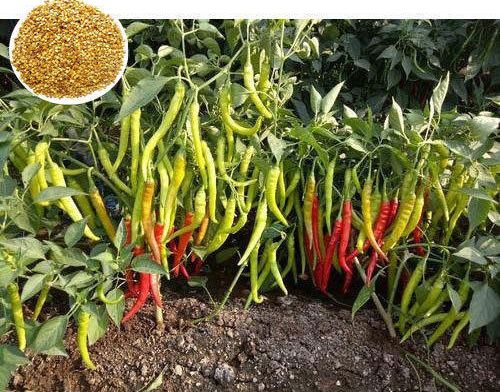 1580 Hybrid Chilli Seeds