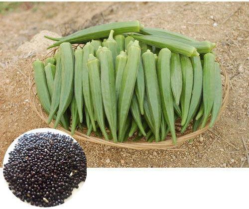 Hybrid Okra Seeds, Color : Dark Green