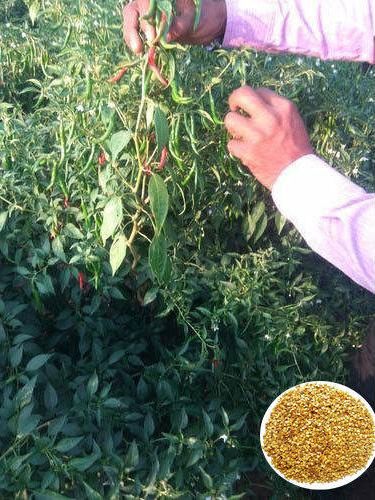 Ramya Teja G4 Hybrid Chilli Seeds