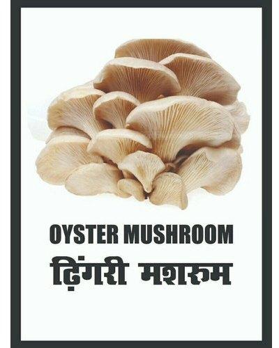 Krishidev fresh oyster mushroom
