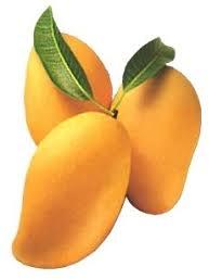 Organic Fresh Kesar Mango, Color : Yellow