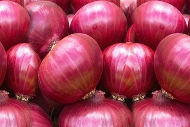 Organic fresh red onion, for Cooking, Style : Natural