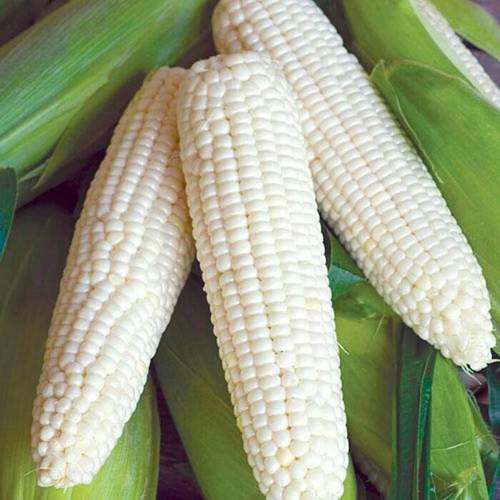 Organic White Corn, for Cooking, Pizza, Snacks, Packaging Size : 10-50 Kg