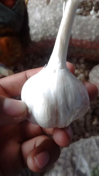 GMO Garlic, for Cooking, Human Consumption, Style : Dried