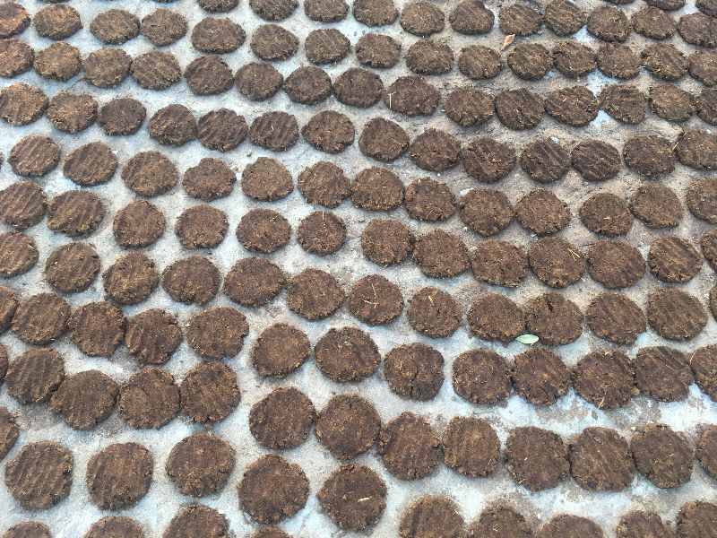 A2 Gir cow dung, for Ayurveda medicine, agriculture, Capacity : 1000kilogram/month