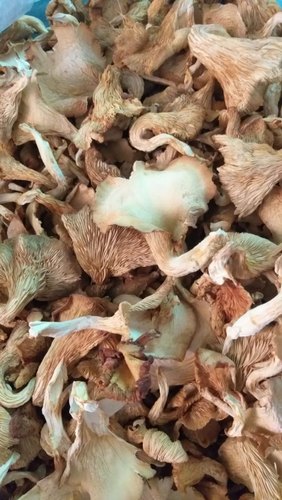 Organic Dried Oyster Mushroom, Packaging Type : Plastic Bag