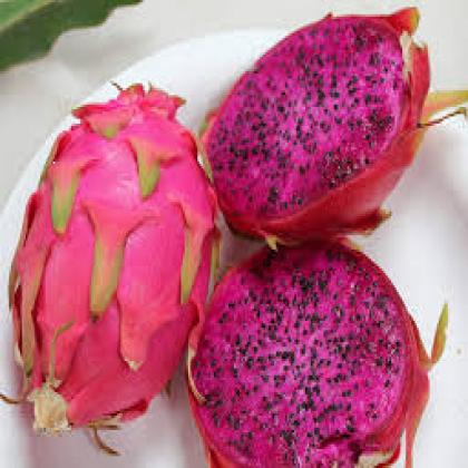 Fresh Dragon Fruit Exporters in Mohali Punjab India by Shantikunj Fruit ...