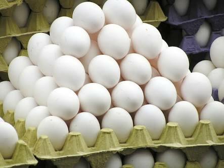 Eggs, for Bakery Use, Human Consumption