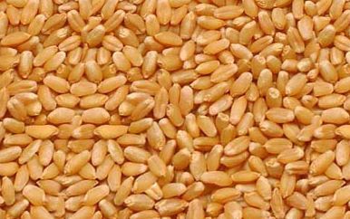 Wheat Seeds