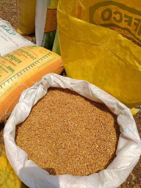 Natural wheat grain, Shelf Life : 1yrs, 2yrs