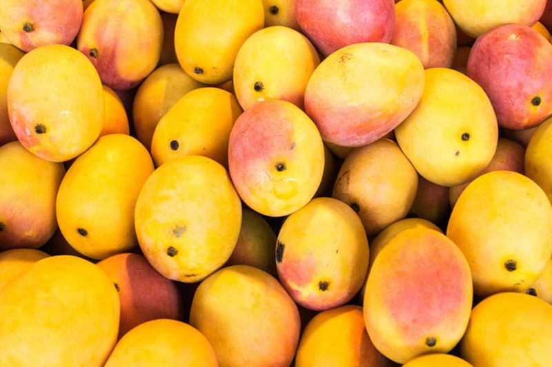 Organic fresh alphonso mango, Shelf Life : 5-10Days