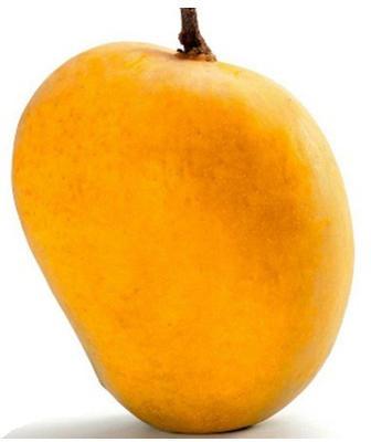 Organic Fresh Hapus Mango, Shelf Life : 5-10Days