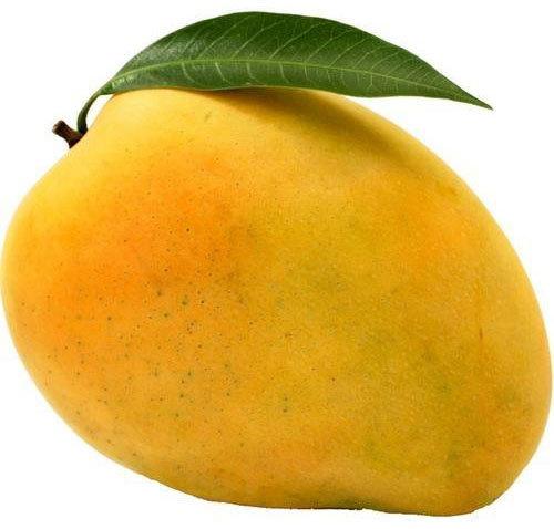 Organic Fresh Kesar Mango, Shelf Life : 5-10Days