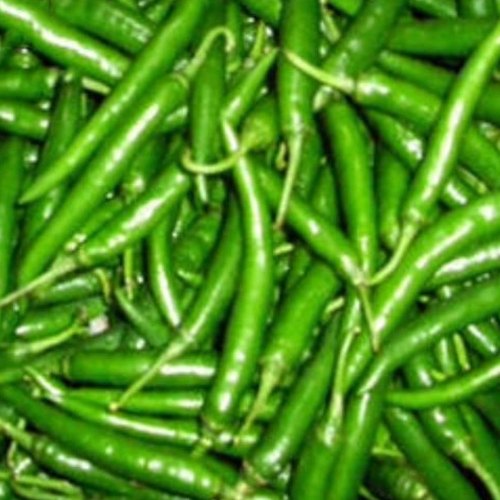 Common Fresh Organic Green Chilli