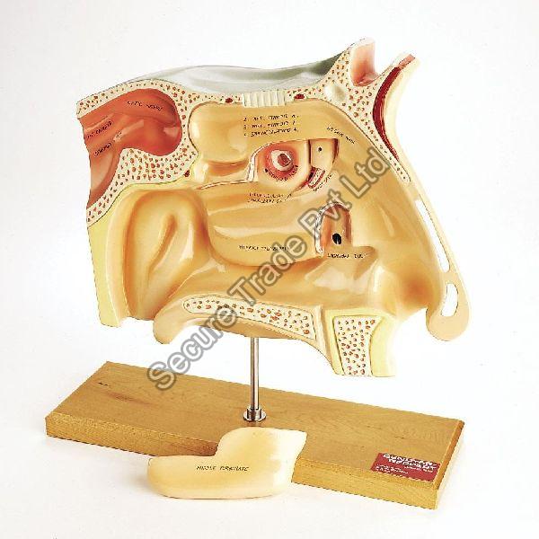 Human Nasal Cavity Model By Secure Trade Pvt Ltd Human Nasal Cavity Modelhuman Anatomical 