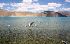 Ladakh Incentive Tour Package