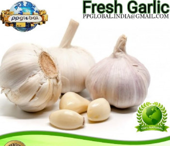GMO fresh garlic, for Cooking, Human Consumption, Oil Extraction, Style : Wet