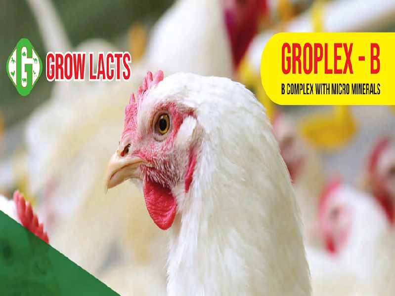 Groplex-B Feed Supplement Manufacturer In Karnataka India By Grow Lacts ...