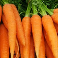 Organic Fresh Carrot, for Juice, Pickle, Packaging Type : Jute Sack, PP Bags