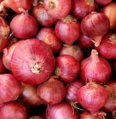 Fresh onion, Shelf Life : 15days