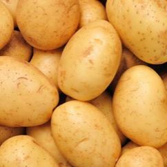 Organic fresh potato, for Cooking, Restaurant, Feature : Early Maturing, Floury Texture