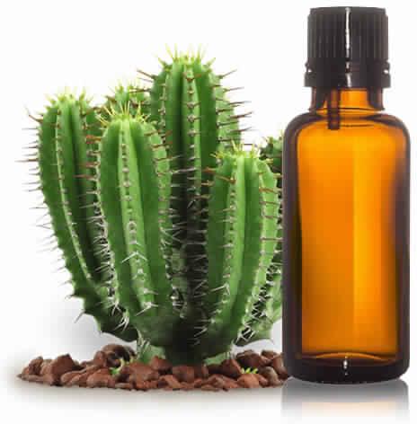 cactus seed oil