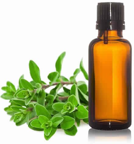 Marjoram Oil