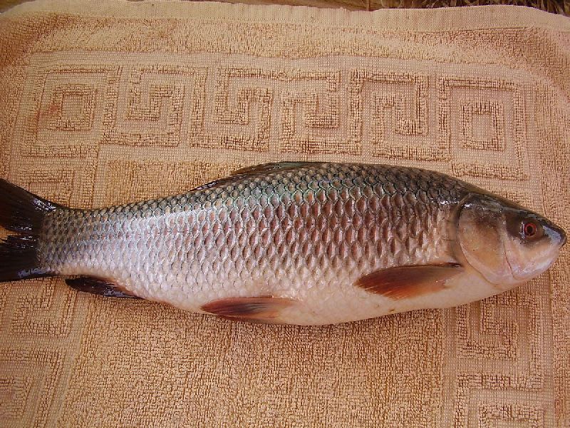 Rohu fish, for Cooking