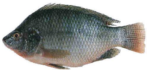 Tilapia Fish, for Cooking, Style : Frozen