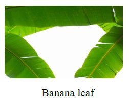 Common Banana Leaves, for Making Disposable Items, Feature : Easy To Grow, Highly Effective