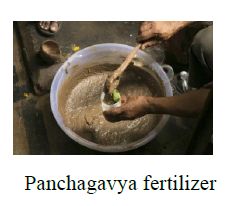 Panchagavya Fertilizer