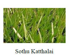 Sothu Kathalai Leaves