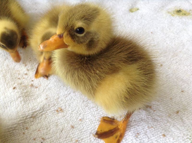 Baby Ducklings, for Farming, Gender : Both