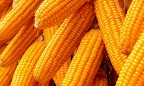 Organic Corn Seeds yellow maize, Packaging Type : Jute Bags, Plastic Pouch