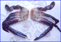 Chesapeake Blue Crab