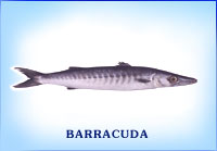 Fresh Barracuda Fish