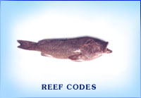 Fresh Reef Cod Fish