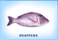 Fresh Snapper