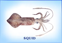 Fresh Squid, Packaging Type : Poly Bag