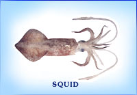 Fresh Squid