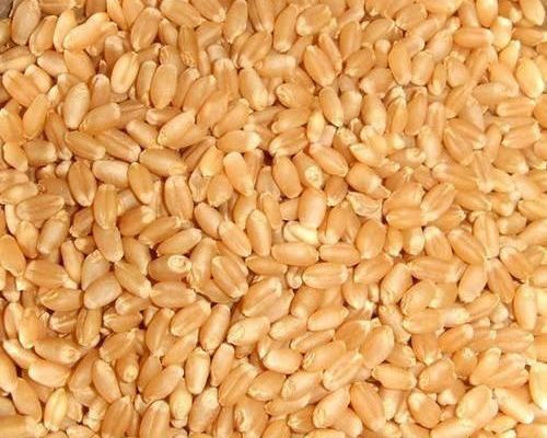 Organic Lokwan Wheat Seeds, Shelf Life : 1yrs